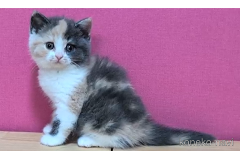 成約済の東京都のスコティッシュフォールド-101393の6枚目